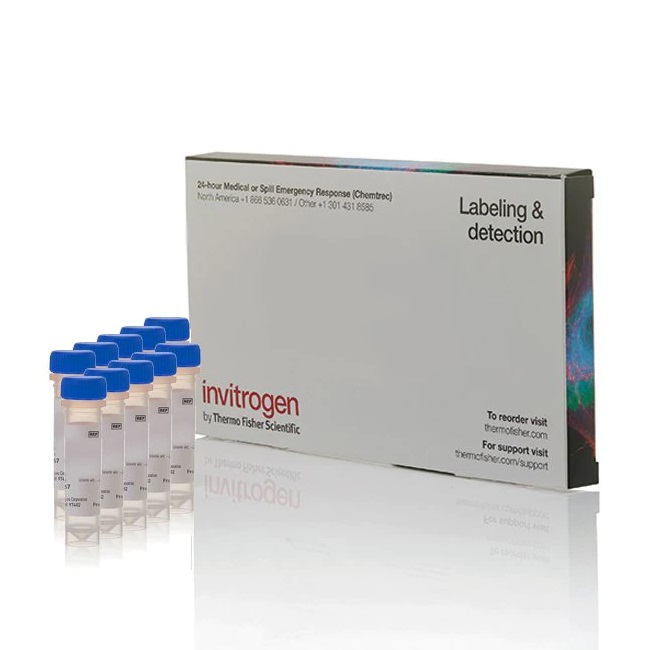 Invitrogen™ FM™ 1-43 Dye (N-(3-Triethylammoniumpropyl)-4-(4-(Dibutylamino) Styryl) Pyridinium Dibromide), 10 x 100 µg