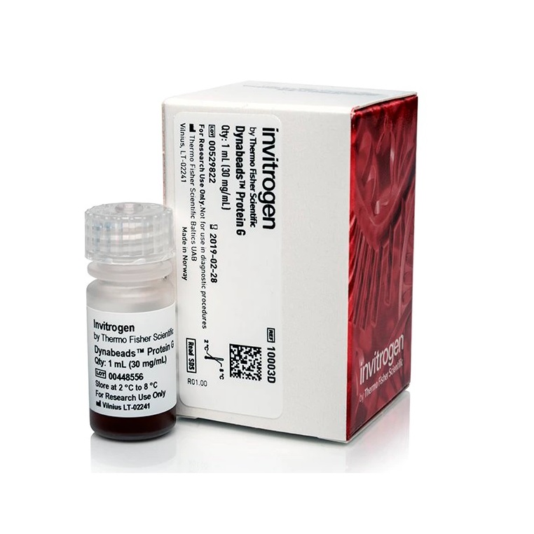 Invitrogen™ Dynabeads™ Protein G for Immunoprecipitation, 1 mL