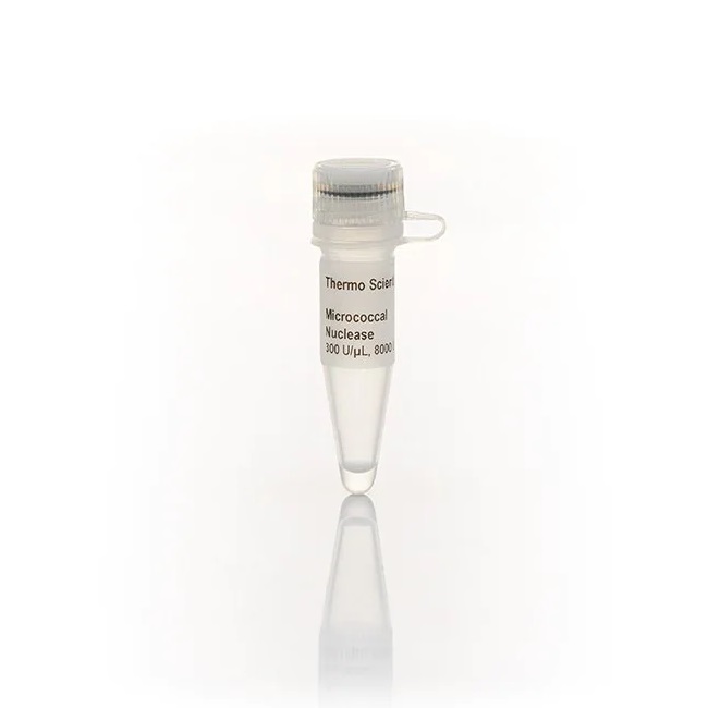 Thermo Scientific™ Micrococcal Nuclease (300 U/µL)