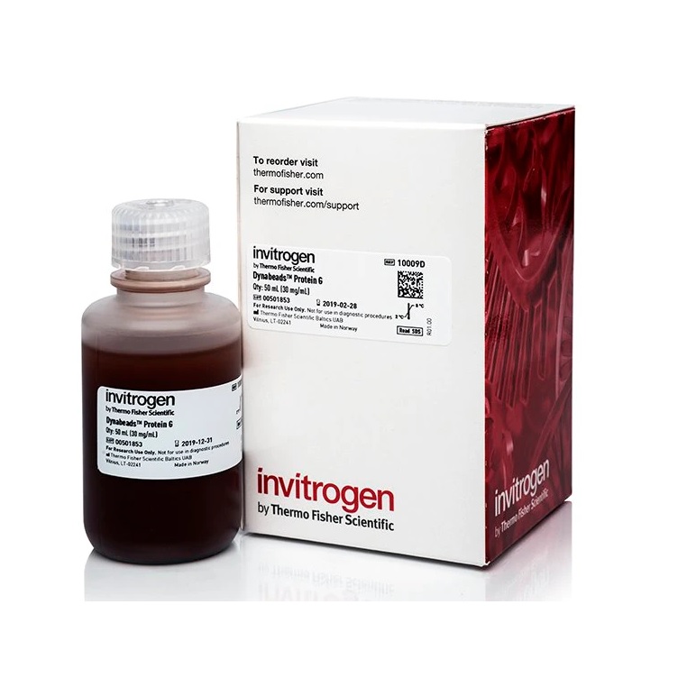 Invitrogen™ Dynabeads™ Protein G for Immunoprecipitation, 50 mL