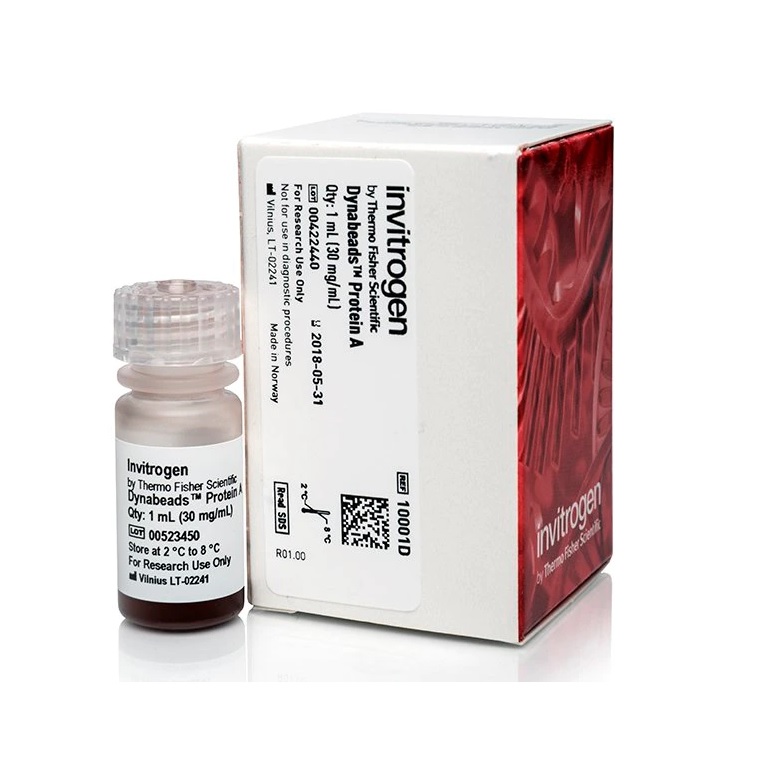 Invitrogen™ Dynabeads™ Protein A for Immunoprecipitation, 1 mL