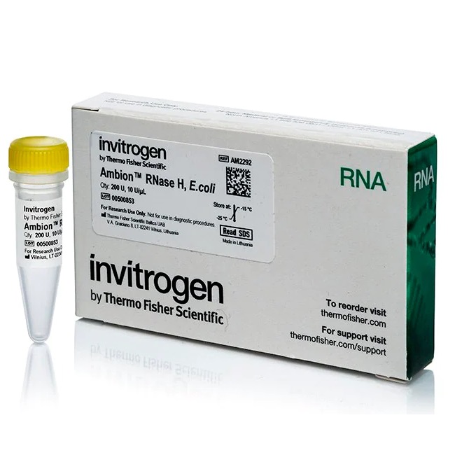 Invitrogen™ Ambion™ RNase H, from E. coli, 10 U/µL, 200 units