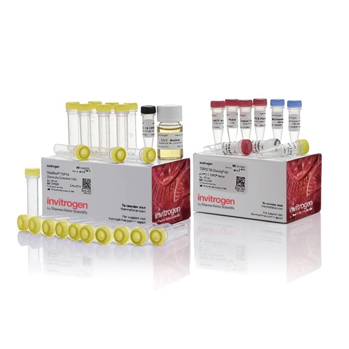 Invitrogen™ TOPO™ TA Cloning™ Kit for Subcloning, with One Shot™ TOP10 Electrocomp™ E. coli, 25 Reactions