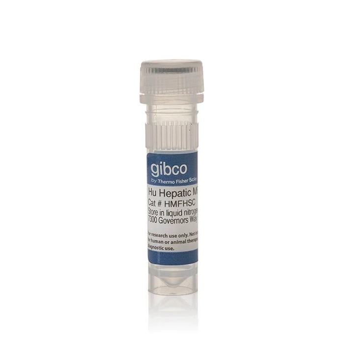 Gibco™ Activated Human Myofibroblastic Hepatic Stellate Cells (MF-HSCs)
