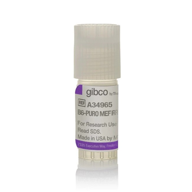 Gibco™ B6-Puro Mouse Embryonic Fibroblasts, irradiated