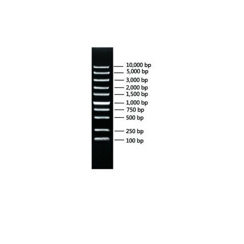 CWbio™, SuperStain DNA Marker, 100 preps