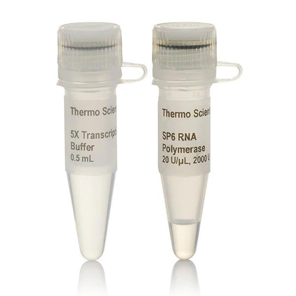 Thermo Scientific™ SP6 RNA Polymerase (20 U/µL)