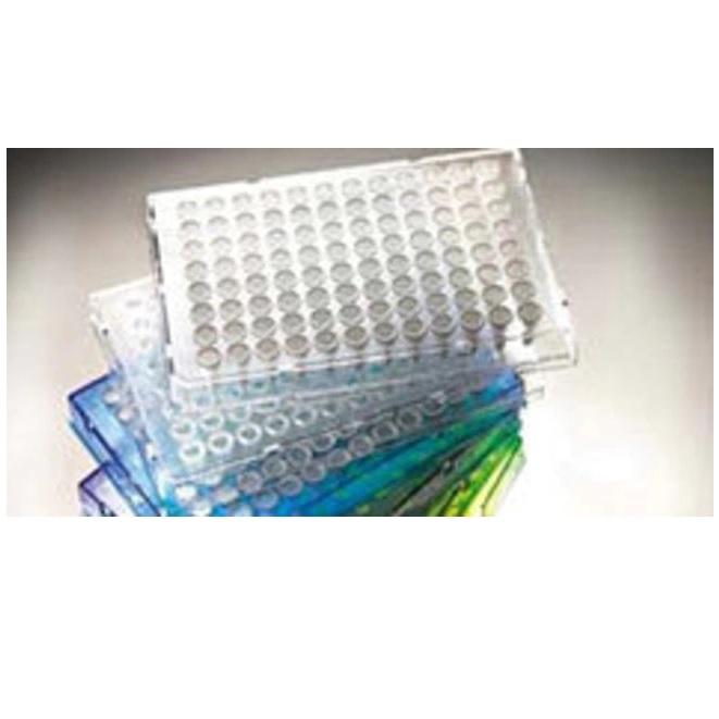 Thermo Scientific™ Armadillo PCR Plate, 96-well, Clear, Semi-skirted, White wells
