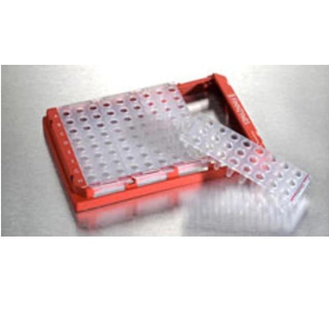 Thermo Scientific™ Piko PCR Plate, 24-well, white, 50