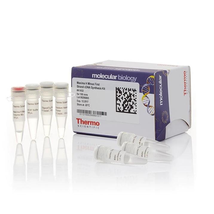 Thermo Scientific™ Maxima H Minus First Strand cDNA Synthesis Kit, 20