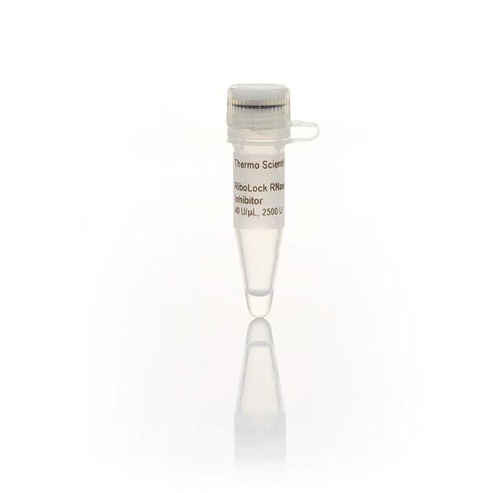 Thermo Scientific™ RiboLock RNase Inhibitor (40 U/µL), 10000 units