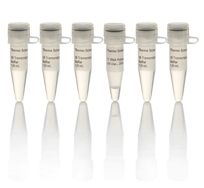 Thermo Scientific™ T7 RNA Polymerase, HC (200 U/µL)