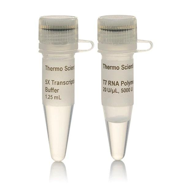 Thermo Scientific™ T7 RNA Polymerase (20 U/µL), 5,000 Units