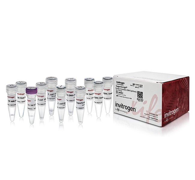 SuperScript™ Double-Stranded cDNA Synthesis Kit