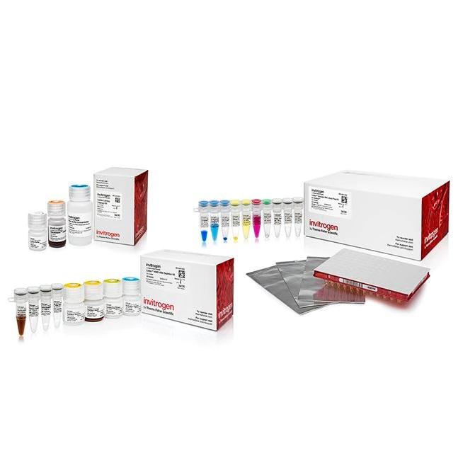 Invitrogen™ Collibri™ Stranded RNA Library Prep Kit for Illumina™ Systems, with Human/Mouse/Rat rRNA Depletion Kit and UD Indexes, 24 Reactions