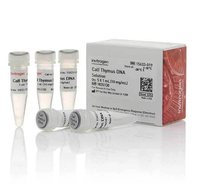 Invitrogen™ UltraPure™ Calf Thymus DNA Solution