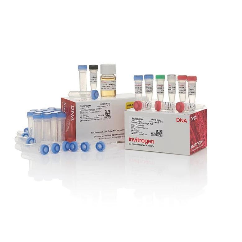 Invitrogen™ TOPO™ TA Cloning™ Kit, Dual Promoter, with pCR™II-TOPO™ Vector and One Shot™ Mach1™ T1 Phage-Resistant Chemically Competent E. coli