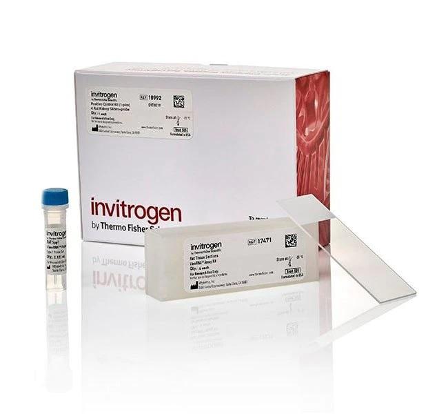 Invitrogen™ ViewRNA™ Tissue Positive Control Kit (1-plex) (4 rat kidney slides + probe)