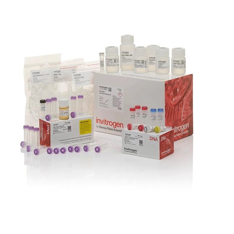 Invitrogen™ TOPO™ TA Cloning™ Kit, with pCR™2.1-TOPO™, One Shot TOP10 Chemically Competent E. coli, and PureLink™ Quick Plasmid Miniprep Kit