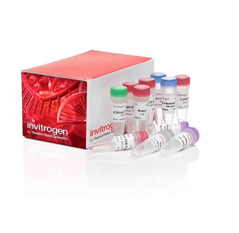 Invitrogen™ TOPO™ TA Cloning™ Kit for Sequencing, without competent cells, 25 Reactions