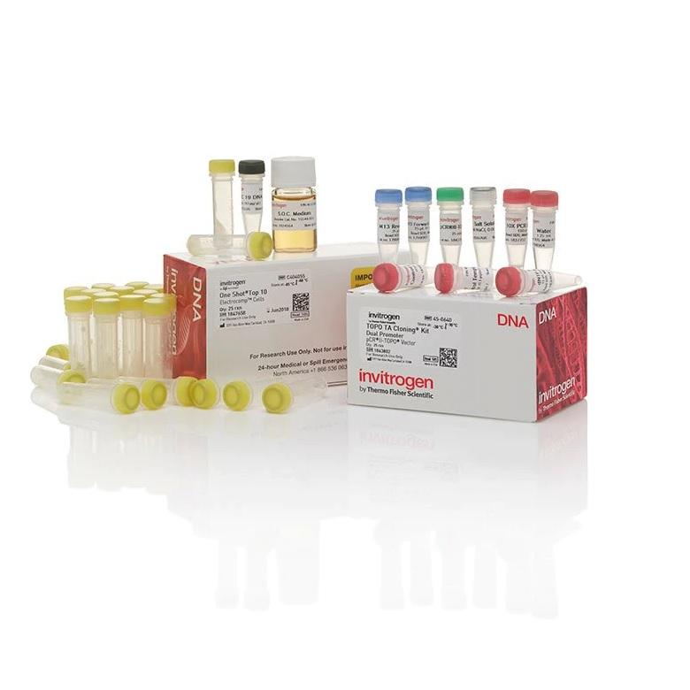 Invitrogen™ TOPO™ TA Cloning™ Kit, Dual Promoter, with pCR™II-TOPO™ Vector and One Shot™ TOP10 Electrocomp™ E. coli, 25 Reactions