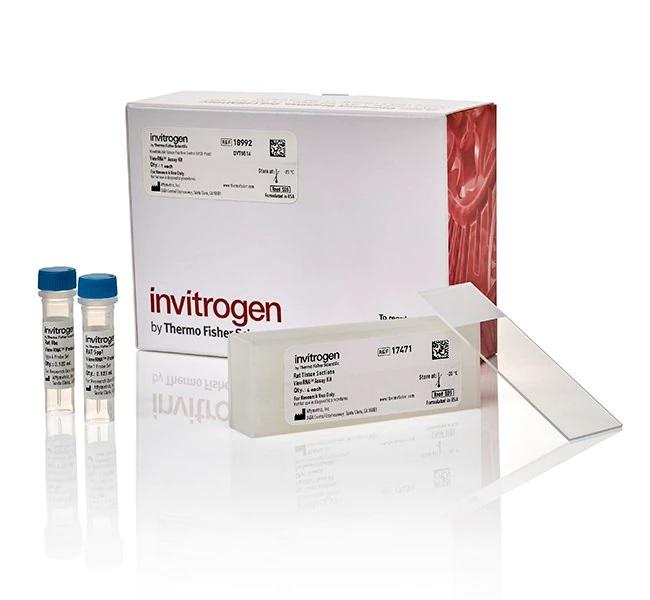 Invitrogen™ ViewRNA™ Tissue Positive Control Kit (2-plex) (4 rat kidney slides + probes)